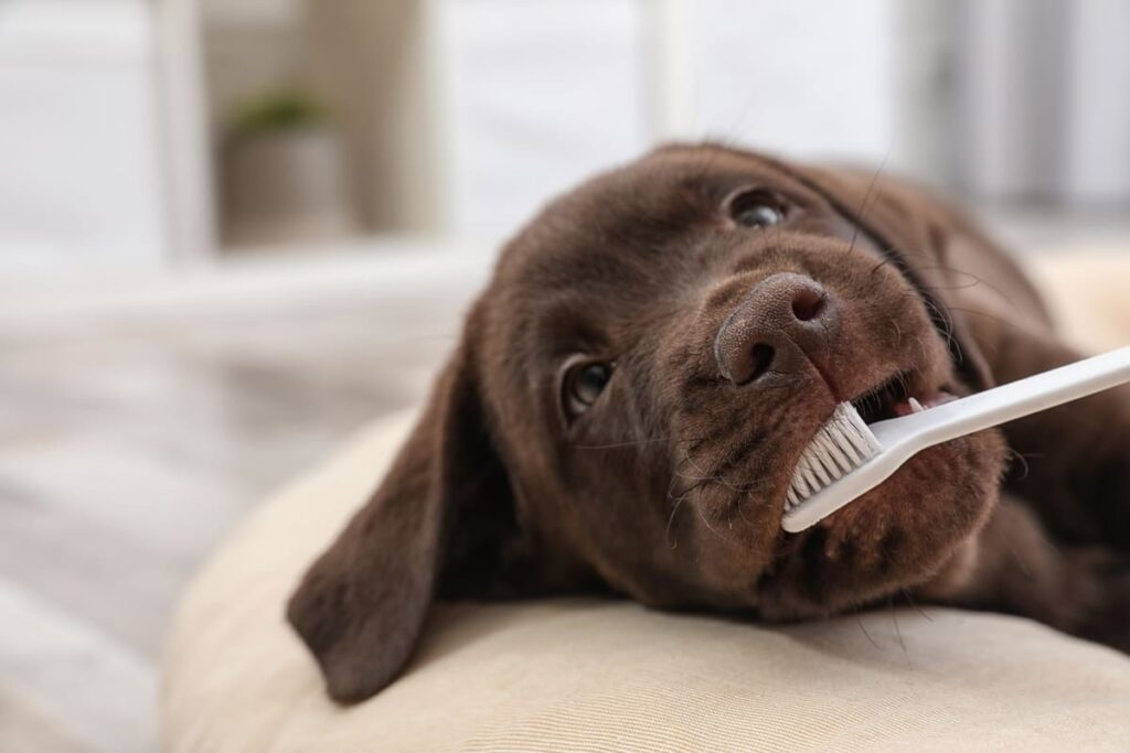 歯磨きをする犬