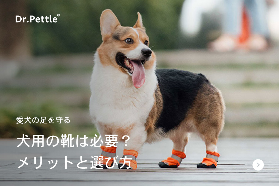 犬用の靴を履かせるメリットと選び方