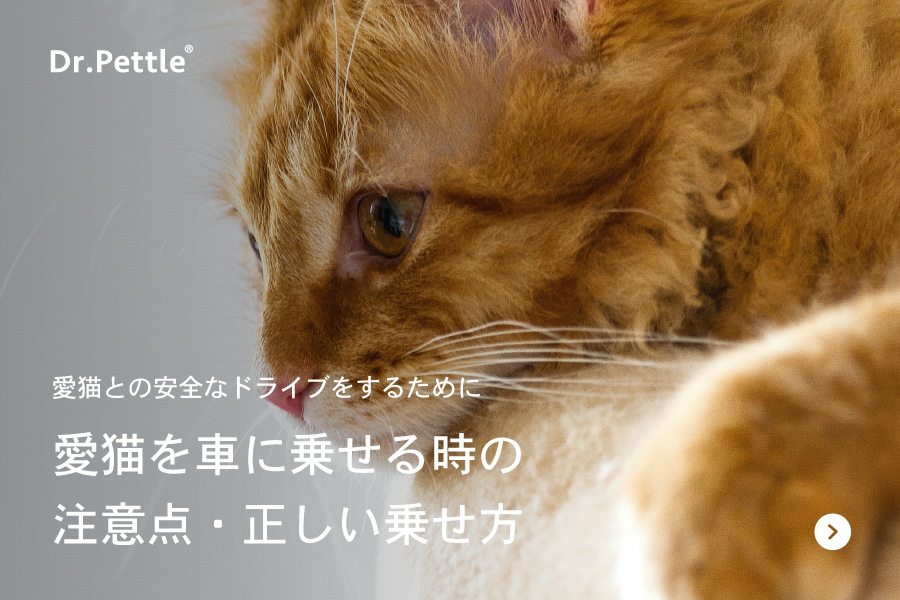 猫と車で移動する時の注意点と正しい乗せ方