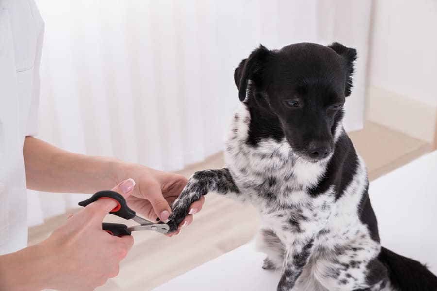 犬の爪切りの基本知識