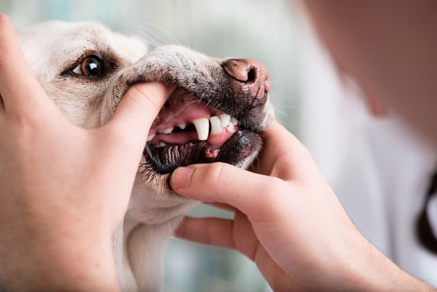 犬の口臭の原因