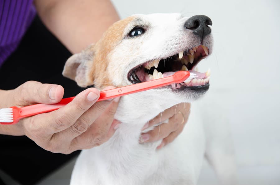 犬の口臭の対処法・歯磨き