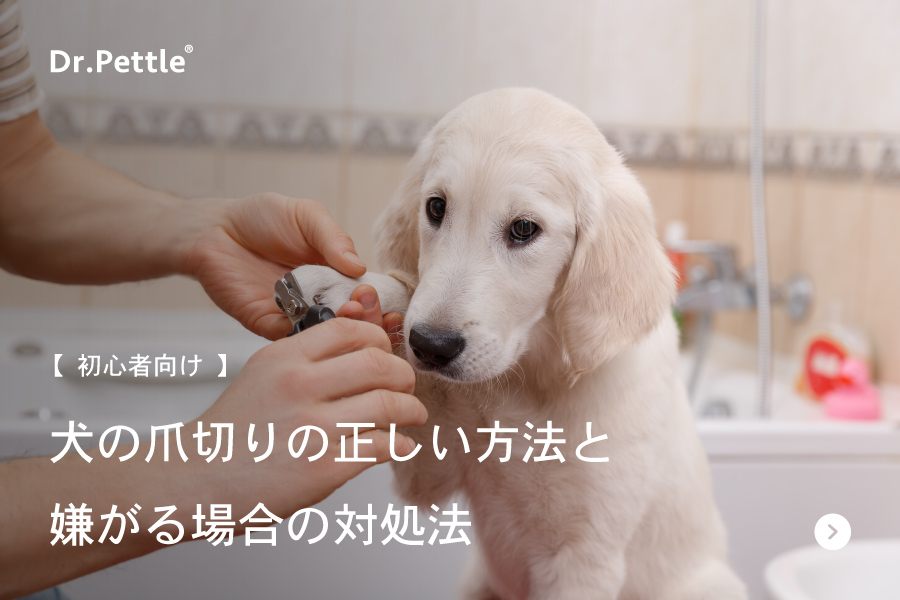 犬の爪切りの仕方と嫌がる場合の対処法