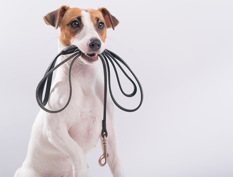 犬用　ハーネス　おしゃれ