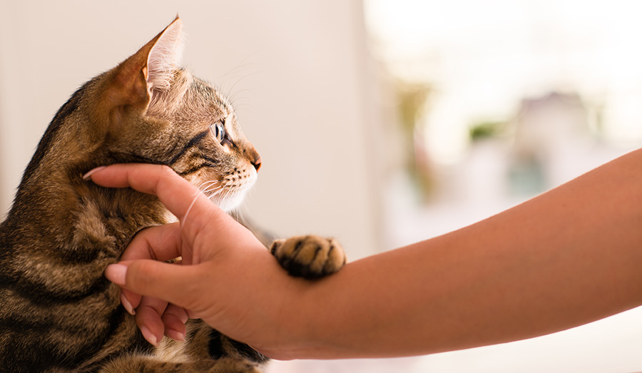 猫の爪切りの方法