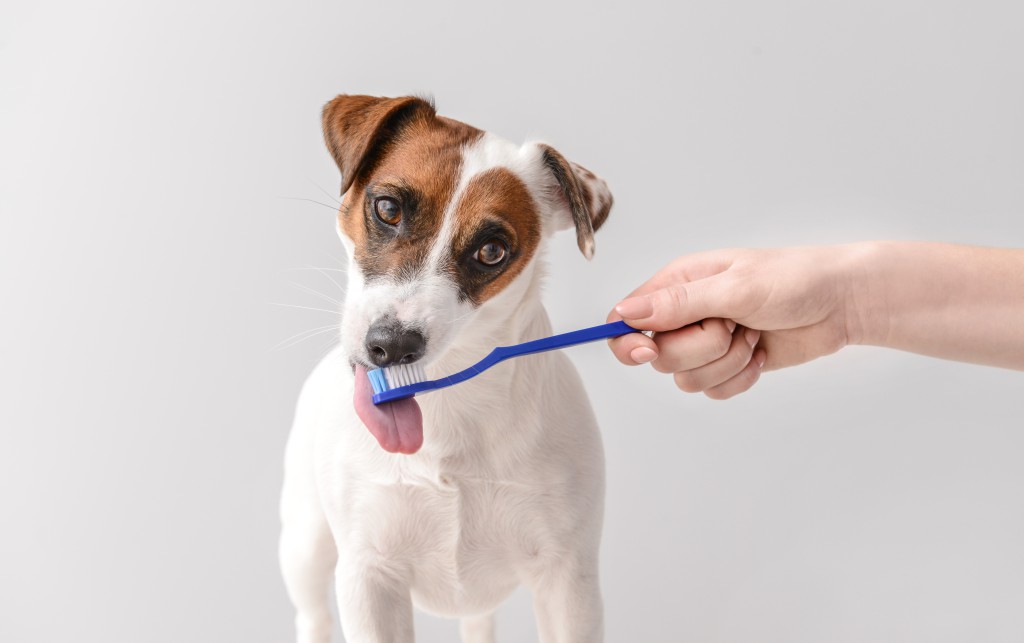 犬の歯磨きの頻度