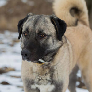 ラフェイロ・ド・アレンテージョ：犬種の特徴と飼い方