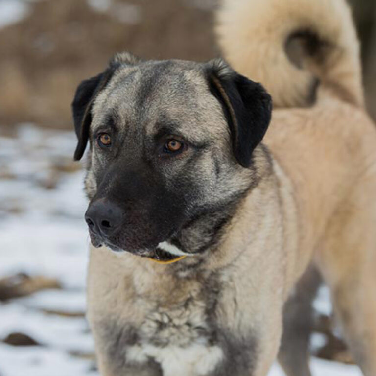 ダルメシアンの特徴・性格・原産国・大きさ｜Dr.Pettle 犬種図鑑