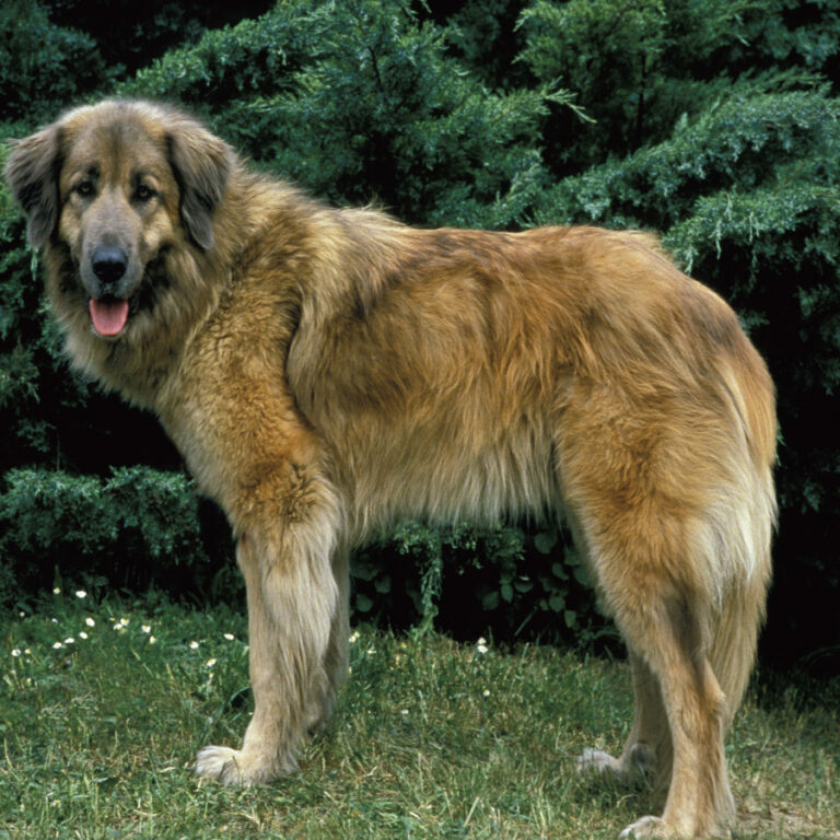 ダルメシアンの特徴・性格・原産国・大きさ|Dr.Pettle 犬種図鑑