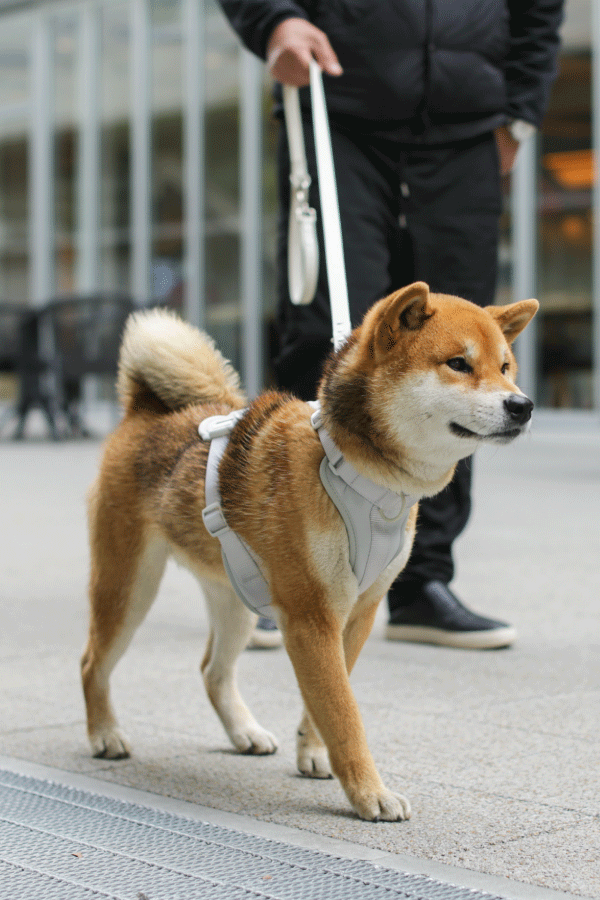 shiba