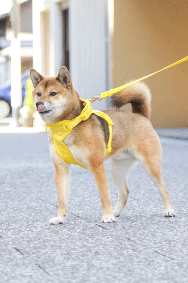 ハーネスを着用した柴犬1